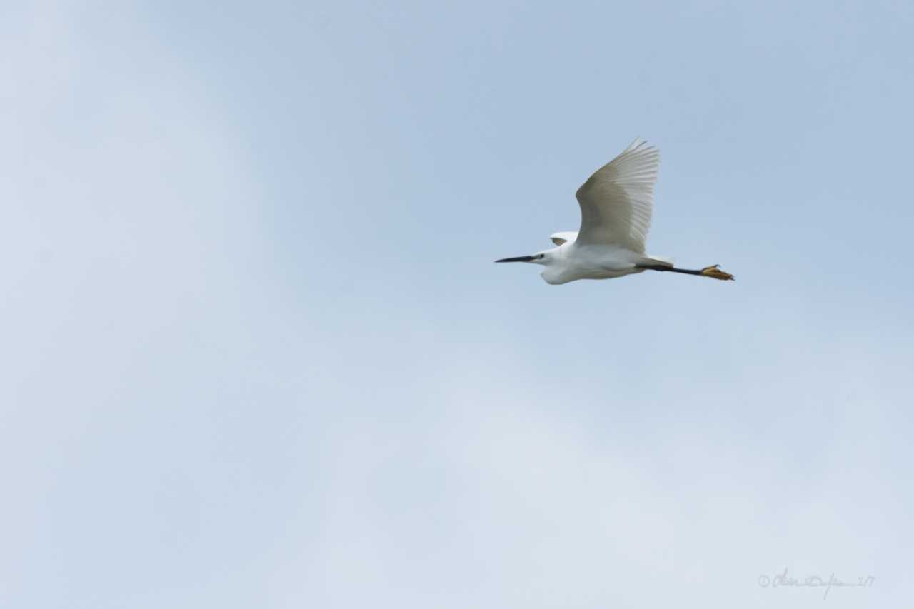 Sortie oiseaux